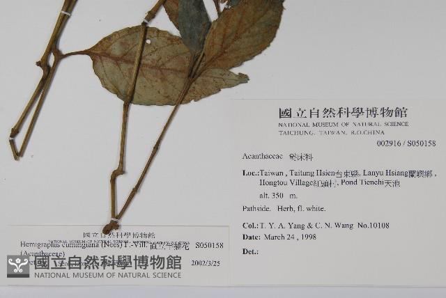 直立半插花藏品圖，第2張