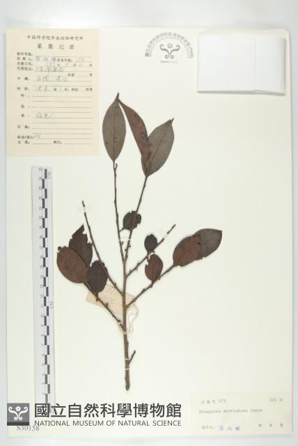 山紅柿藏品圖，第1張