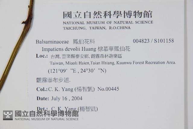 棣慕華鳳仙花藏品圖，第2張