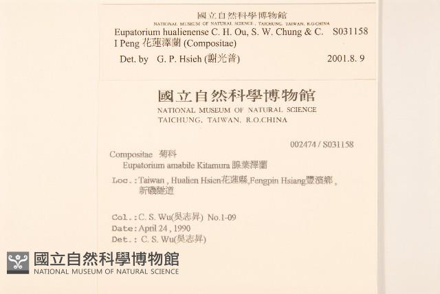 花蓮澤蘭藏品圖，第2張