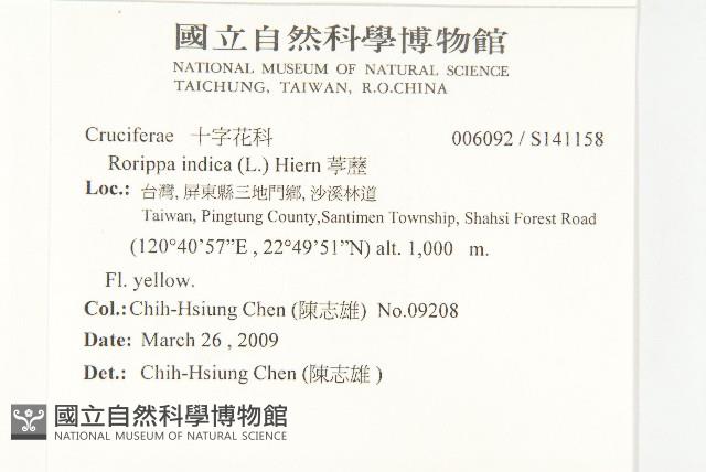 葶藶藏品圖，第2張