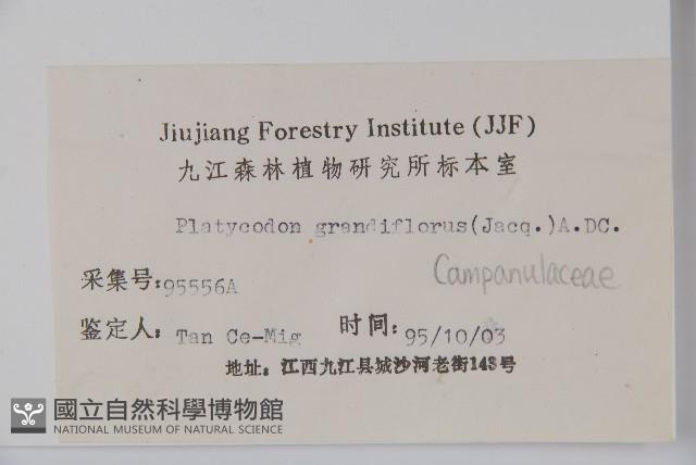 桔梗藏品圖，第2張