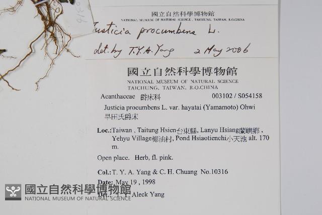 爵床藏品圖，第2張