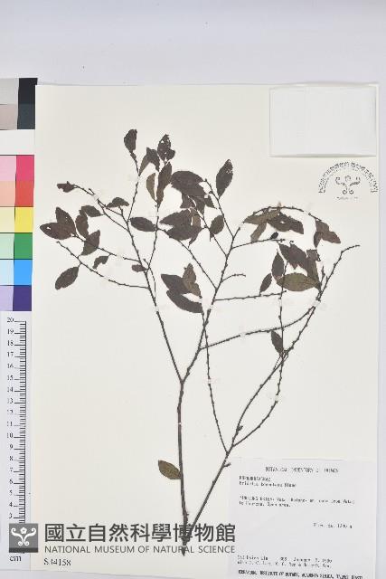 土密樹藏品圖，第1張