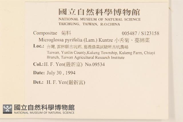 小舌菊、蔓綿菜藏品圖，第2張