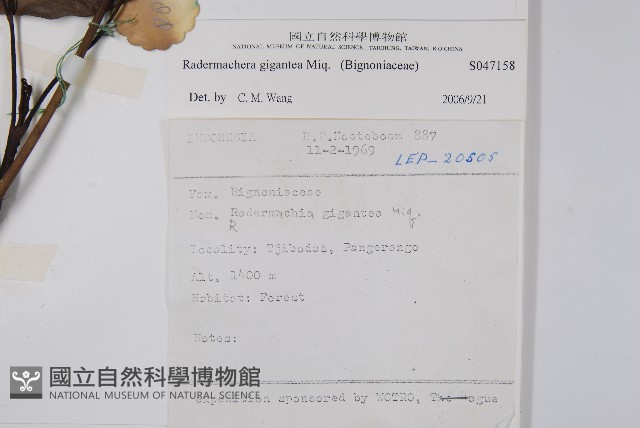 大山菜豆藏品圖，第2張