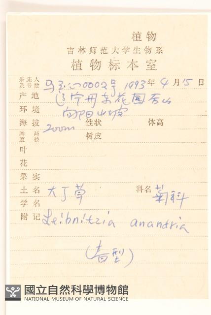 大丁草藏品圖，第2張