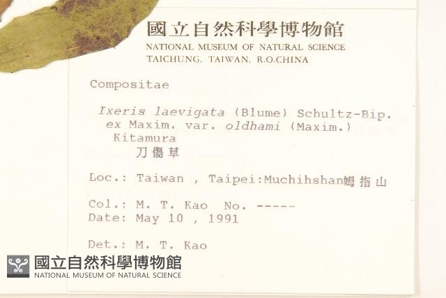 刀傷草藏品圖，第2張