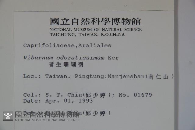 珊瑚樹藏品圖，第2張