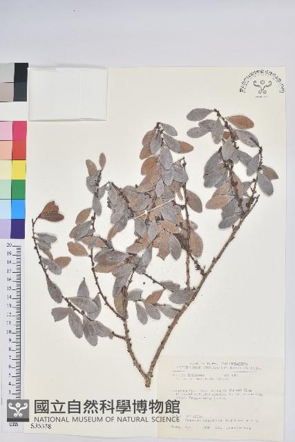 凹葉越橘藏品圖，第1張