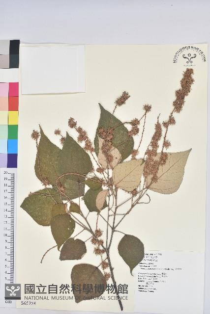 白匏子藏品圖，第1張