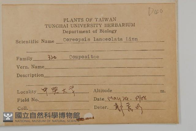 大金雞菊藏品圖，第2張