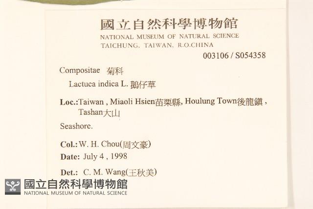 鵝仔草藏品圖，第2張