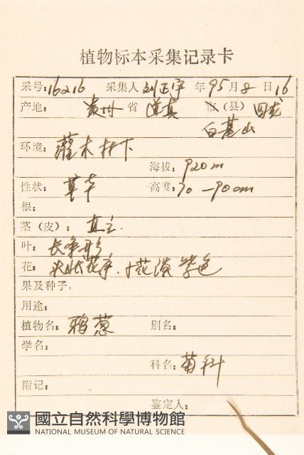 蒜葉婆羅門參藏品圖，第2張