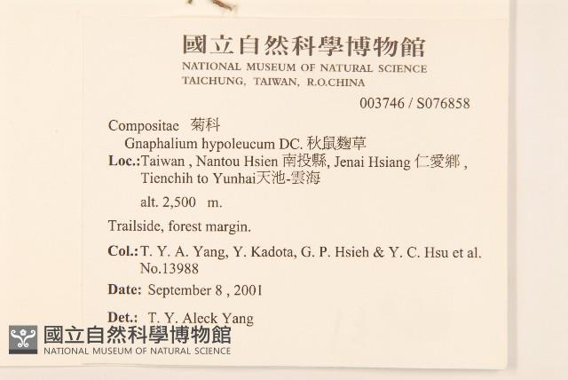 秋鼠麴草藏品圖，第2張