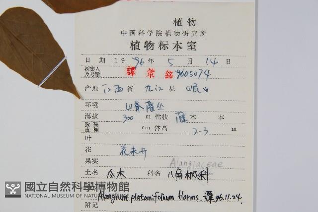 八角楓、瓜木藏品圖，第2張