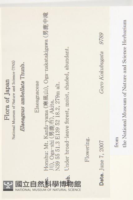 小葉胡頹子藏品圖，第2張