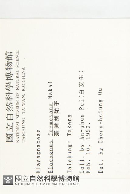 臺灣胡頹子藏品圖，第2張