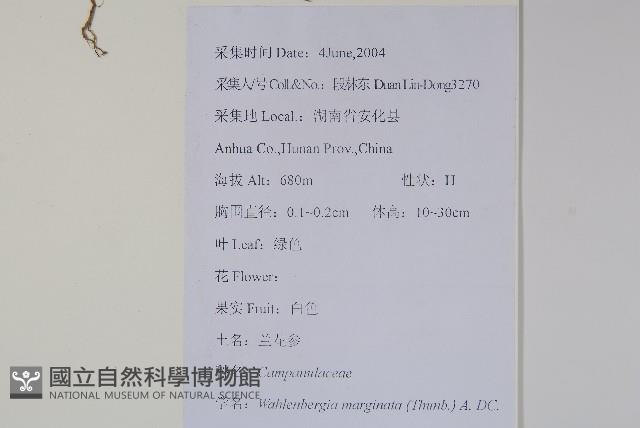 細葉蘭花參藏品圖，第2張