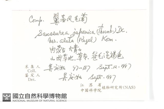 翼莖鳳毛菊藏品圖，第2張