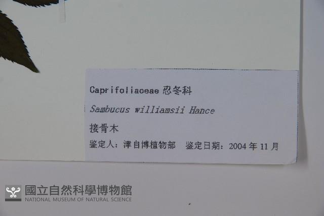 接骨木，木蒴藋藏品圖，第2張