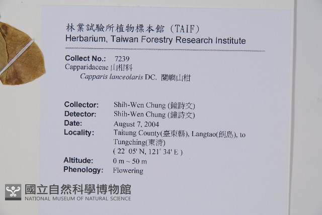 蘭嶼山柑藏品圖，第2張