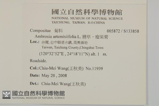 豬草、瘤果菊藏品圖，第2張