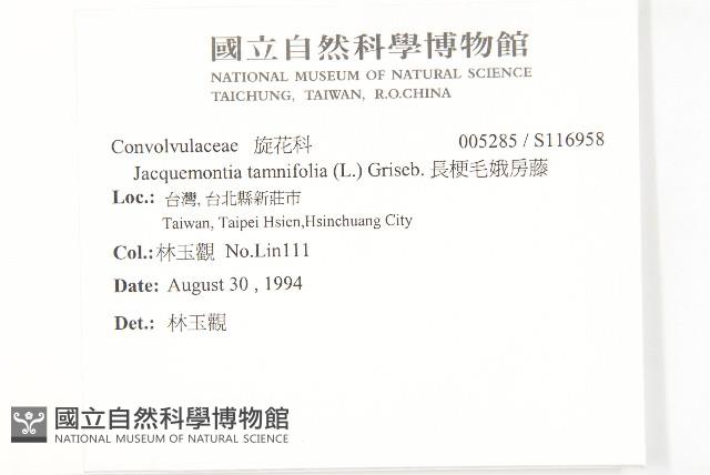 長梗毛娥房藤藏品圖，第2張