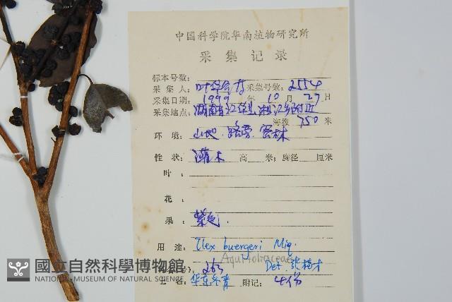 短梗冬青藏品圖，第2張