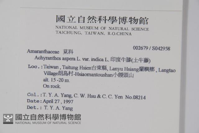 印度牛膝、土牛藤藏品圖，第2張