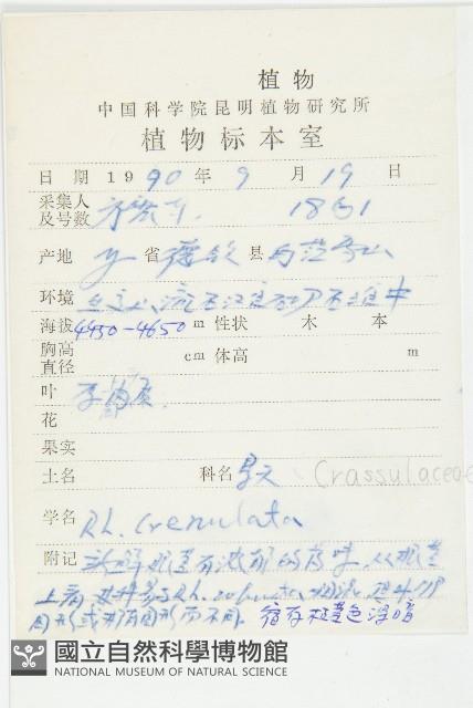 大花紅景天藏品圖，第2張