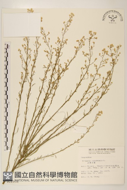 加拿大蓬藏品圖，第1張