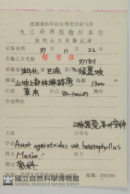 三脈紫菀異葉變種藏品圖，第2張