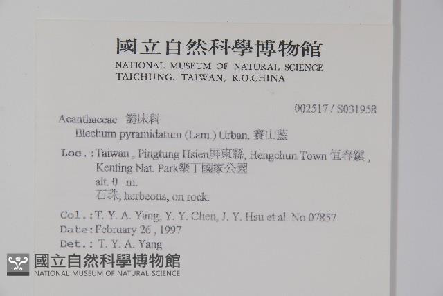 賽山藍藏品圖，第2張