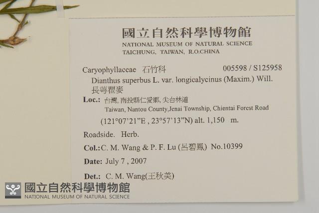 長萼瞿麥藏品圖，第2張