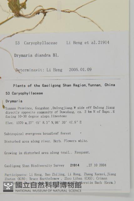 Cordate drymary Collection Image, Figure 2, Total 2 Figures