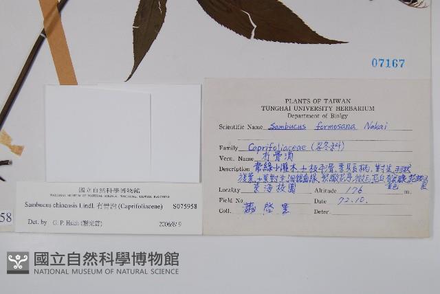 冇骨消藏品圖，第2張