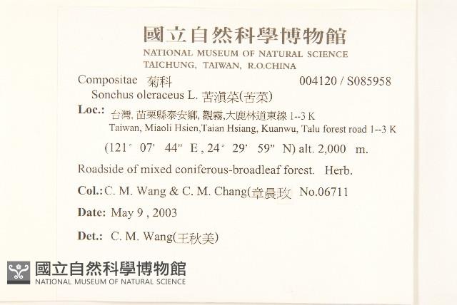 苦滇菜、苦菜藏品圖，第2張