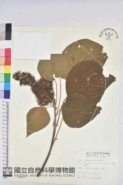 野桐藏品圖，第1張