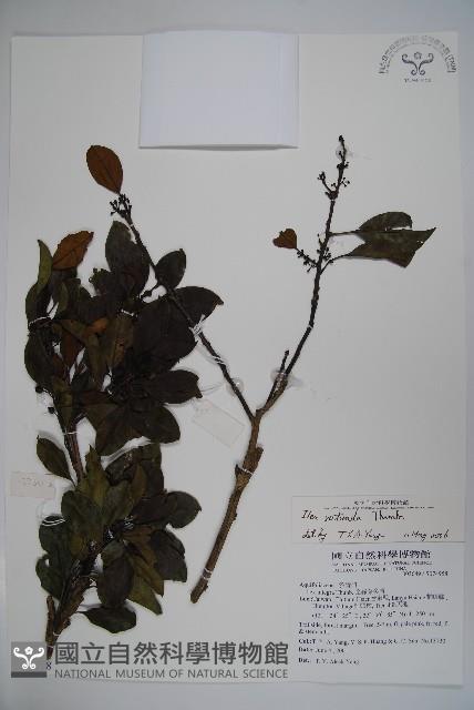 鐵冬青藏品圖，第1張