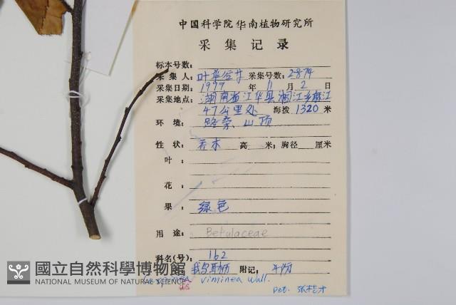 雷公鵝耳櫪藏品圖，第2張