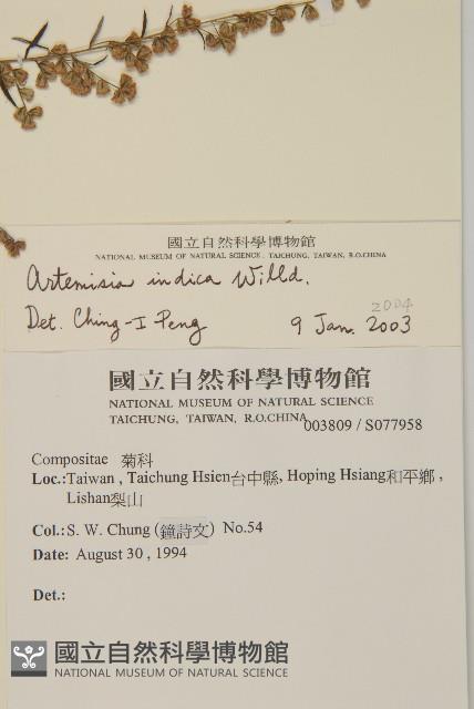 中南蒿藏品圖，第2張