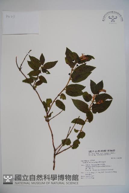 阿里山忍冬、漸尖葉忍冬藏品圖，第4張