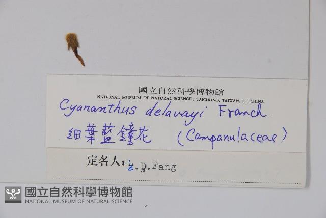 細葉藍鐘花藏品圖，第2張