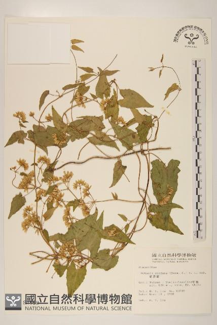 蔓澤蘭藏品圖，第1張