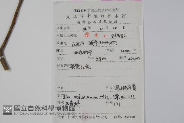 刻脈冬青藏品圖，第2張