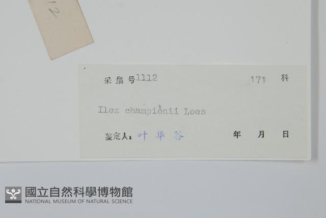 凹葉冬青藏品圖，第2張