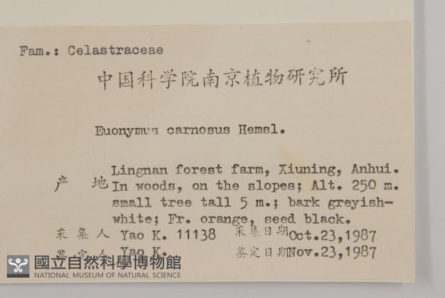 厚葉衛矛, 源一木藏品圖，第2張