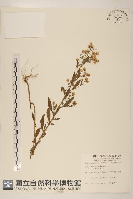 加拿大蓬藏品圖，第1張