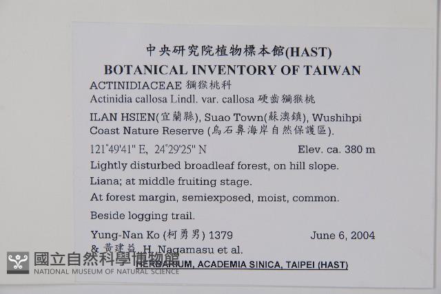 硬齒獼猴桃藏品圖，第2張